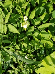 Solanum chacoense