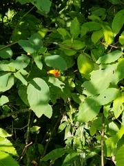 Solanum chacoense