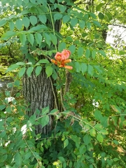 Solanum chacoense