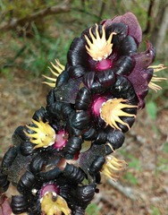 Bdallophytum americanum
