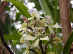 Prosthechea radiata
