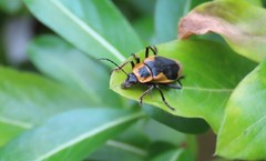 Chauliognathus distinguendus