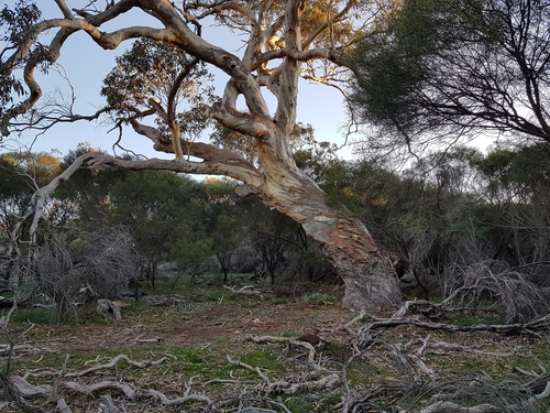 Eucalyptus blakelyi 2
