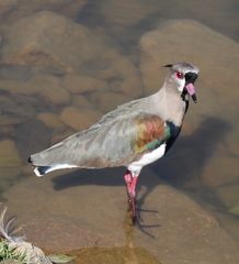 Vanellus chilensis