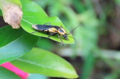 Chauliognathus distinguendus