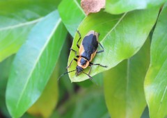 Chauliognathus distinguendus