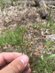 Juncus dichotomus