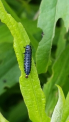Trirhabda canadensis