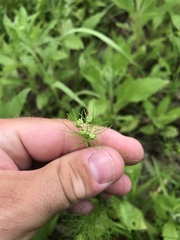 Ptilimnium capillaceum