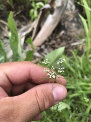 Ptilimnium capillaceum