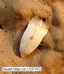 Pseudopostega quadristrigella