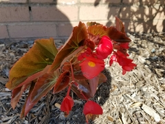 Begonia cucullata