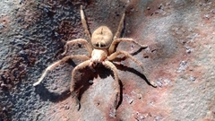 Polybetes rapidus