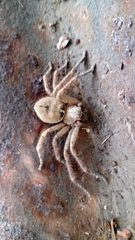 Polybetes rapidus