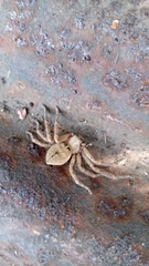 Polybetes rapidus