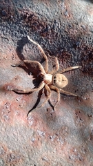 Polybetes rapidus