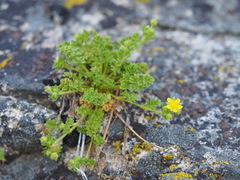 Ivesia saxosa