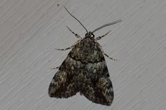 Catocala amica-lineella