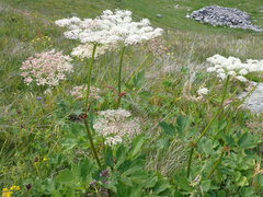 Peucedanum ostruthium