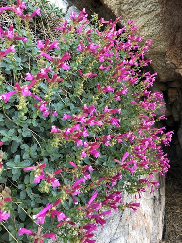Penstemon newberryi