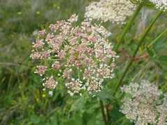 Peucedanum ostruthium