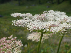 Peucedanum ostruthium