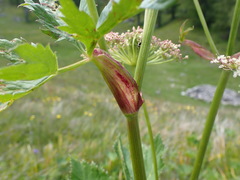 Peucedanum ostruthium