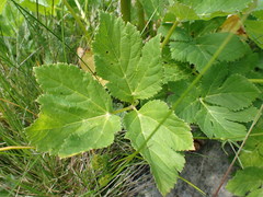 Peucedanum ostruthium