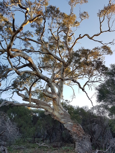 Eucalyptus blakelyi 3