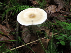 Melanoleuca alboflavida