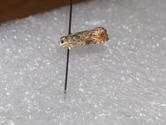 Insecta