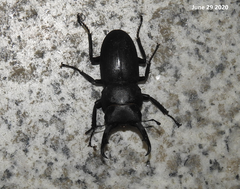 Dorcus rectus