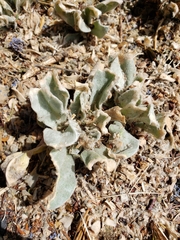 Silene coronaria