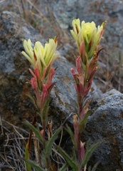 Castilleja affinis neglecta