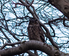 Bubo virginianus magellanicus
