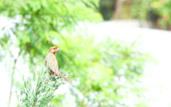 Haemorhous mexicanus