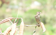 Haemorhous mexicanus