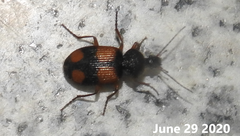 Tinoderus singularis