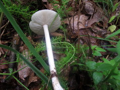 Melanoleuca alboflavida