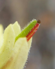 Castilleja affinis neglecta