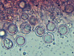 Scytinostroma incrustatum