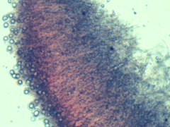 Scytinostroma incrustatum