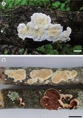 Scytinostroma incrustatum