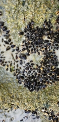 Brachidontes