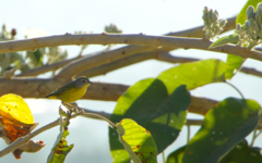 Leiothlypis ruficapilla