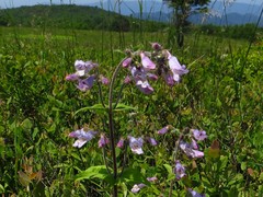 Penstemon canescens