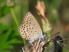Plebejus