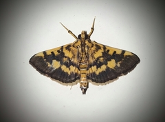 Omiodes diemenalis