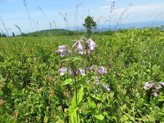 Penstemon canescens