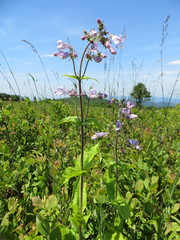 Penstemon canescens